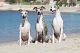 WHIPPET 230